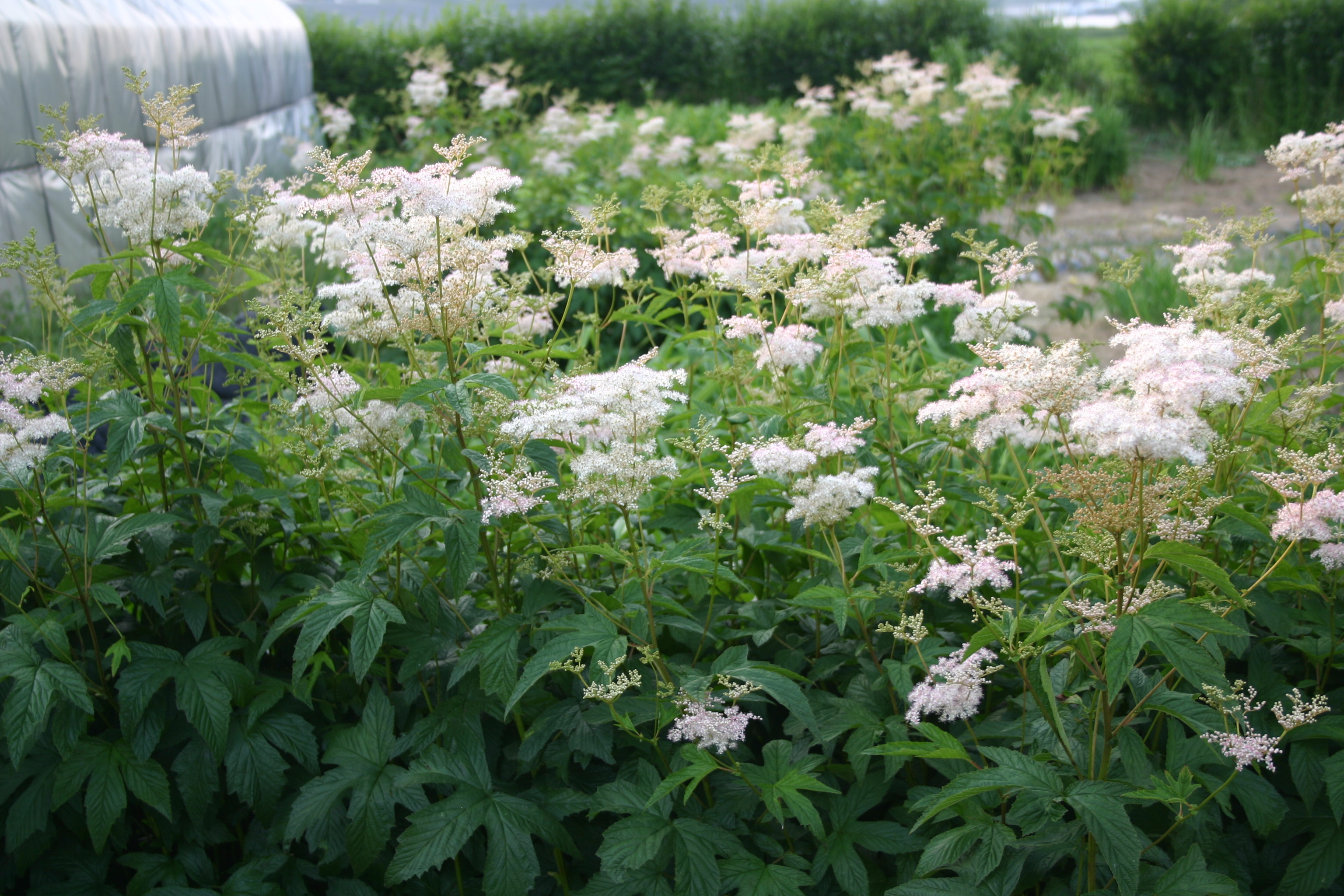 Filipendula glaberrima